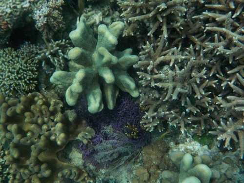 i coralli di bangka
